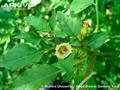 Physalis minima